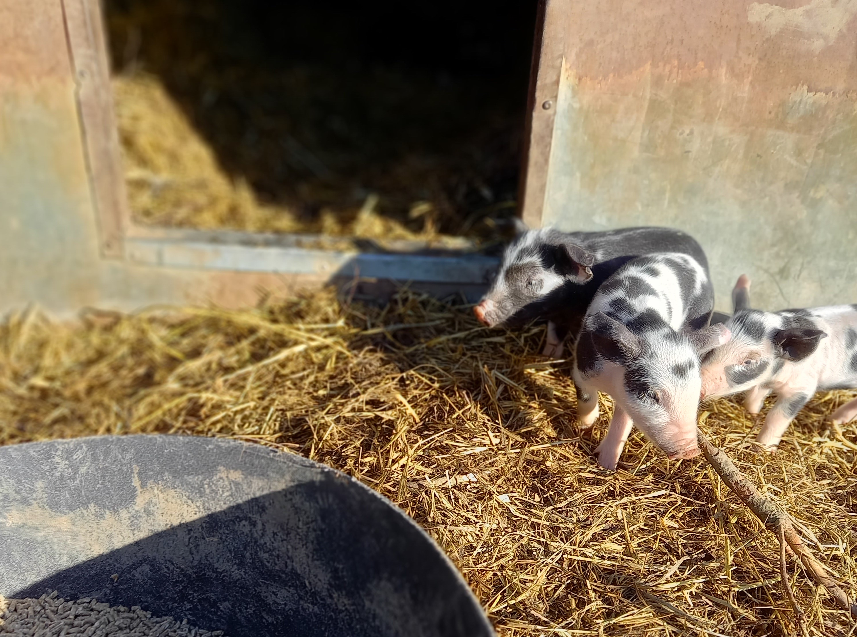 FORÅR, SMÅGRISE OG ENDNU EN OMGANG ”ÅBEN GÅRD”