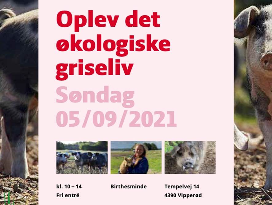 SOFARI 5 September på Birthesminde