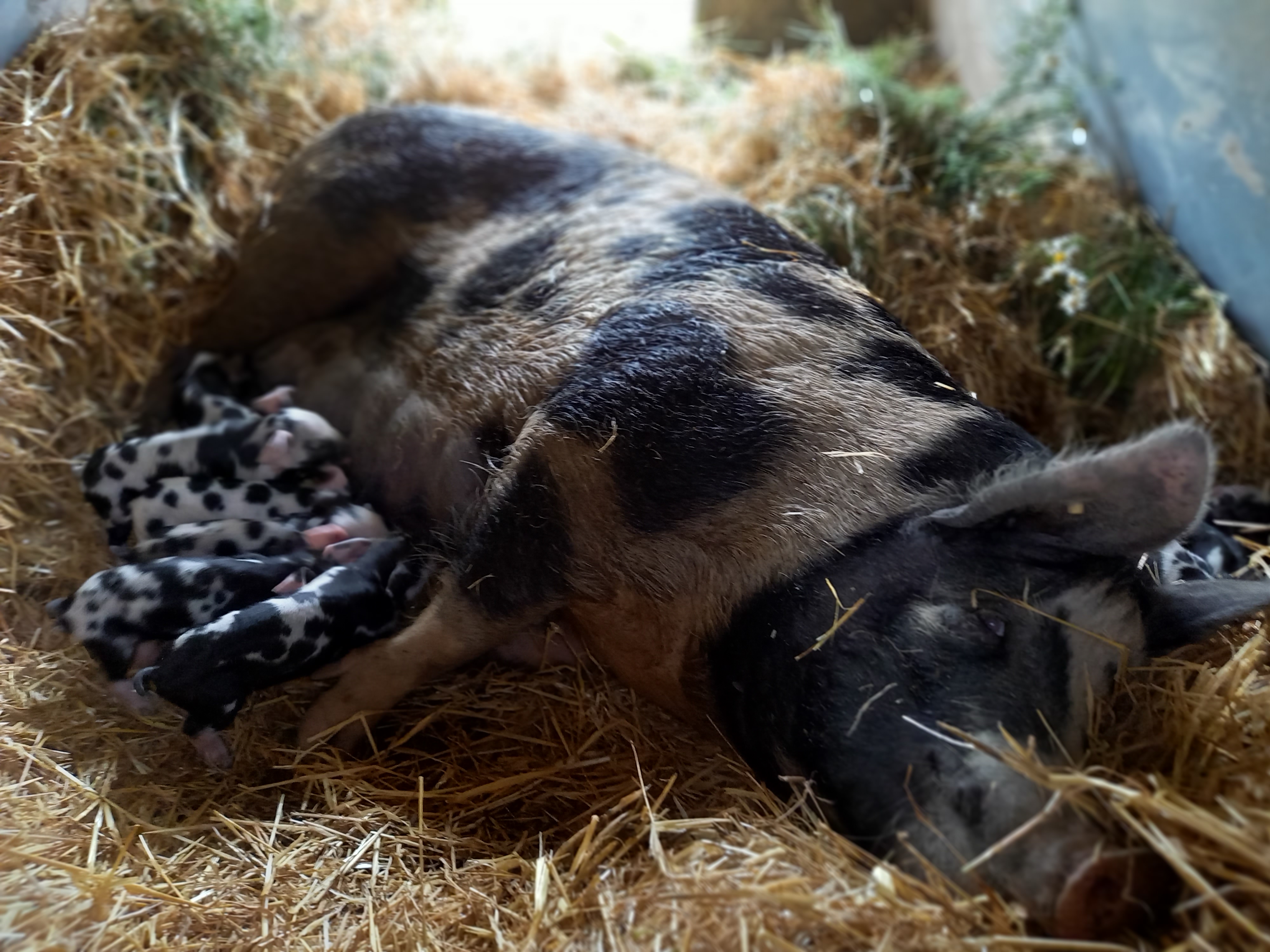 BIRTHESMINDE I SØNDAGSBERLINGEREN:=)