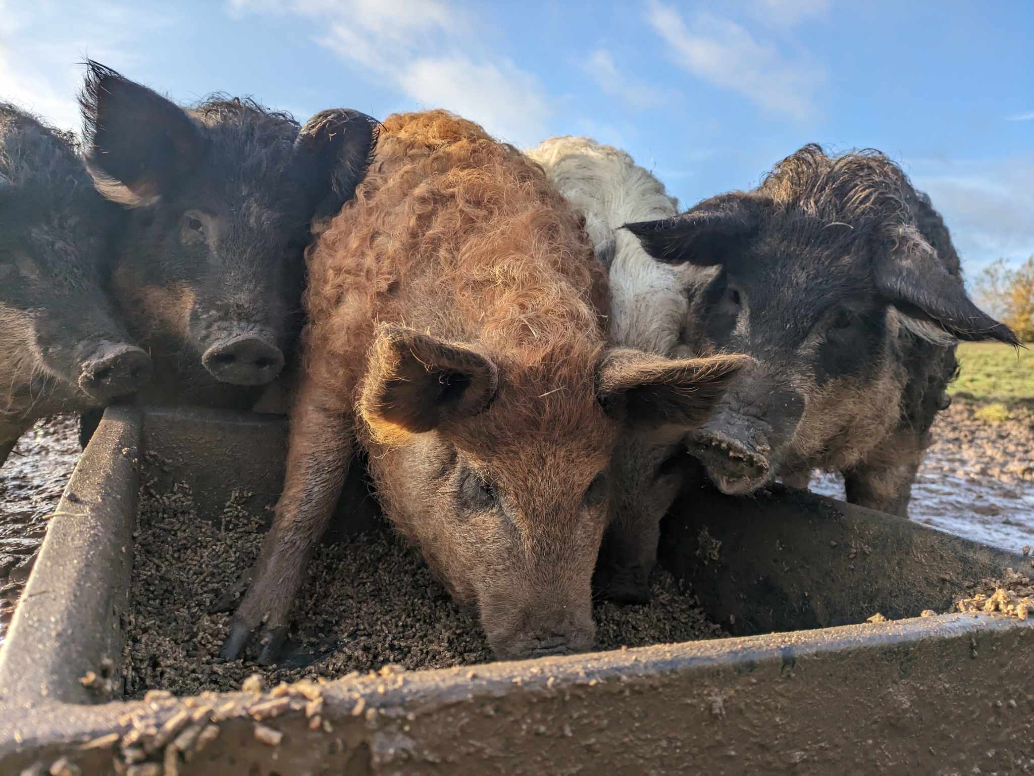 Jul i gårdbutikken & fodertur hos grisene