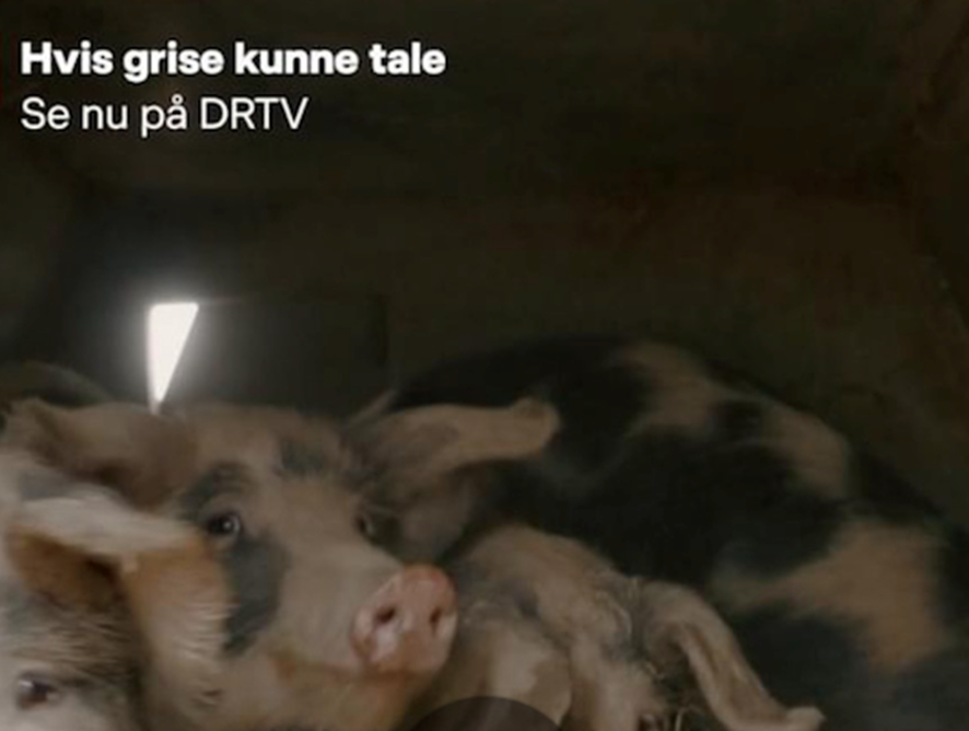 GRISENE HAR TALT – ER DER NOGEN, DER VIL LYTTE?